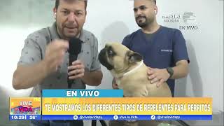 ¡Mitos de repelentes para perritos Veterinaria En VLV 19 11 24 [upl. by Macmullin]