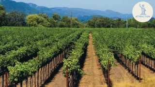 Discover wines from California  VINOA [upl. by Walcoff]