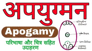 अपयुग्मन  apogamy in hindi  class 12 Biology  apyugman kya hai aur examples  Biology ScienceSK [upl. by Hege61]