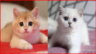 Kätzchenvideos  schöne und Lustige Katzenbabys 2  KatzenVideos [upl. by Remington626]