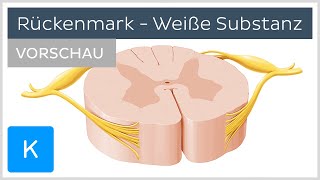 Querschnitt des Rückenmarks Weiße Substanz Vorschau  Kenhub [upl. by Jaenicke]