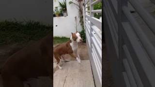 Pitbull ladrando [upl. by Anala661]