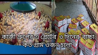 কাজী গ্রুপের এ গ্রেটের বয়লার মুরগির বাচ্চা তৃতীয় দিনে ওজন কতটুকু হলো ll new video 2024 [upl. by Garber916]