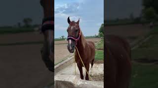 Horse video horse shortvideo [upl. by Oxford849]