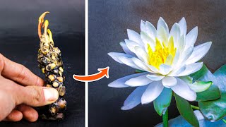 Growing White Water Lily Flower Time Lapse 88 Days [upl. by Lilaj729]