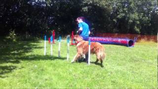 Dinky the Leonberger tries the agility course [upl. by Formenti]