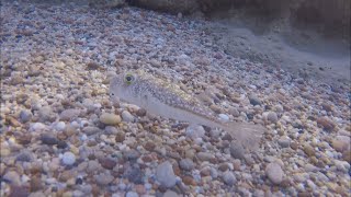 Clip of cute little puffer fish taken on holiday in Pefkos Rhodes [upl. by Telracs]