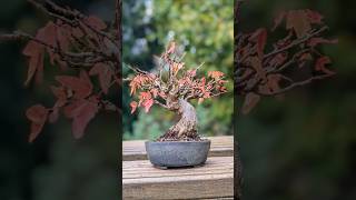 Dreispitz Ahorn im Herbst shohin bonsai 2024 autumn herbst [upl. by Perlie]