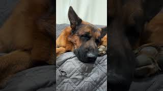 The alarm clock is a trigger 🤣 germanshepherd cutedog funny [upl. by Wolk159]