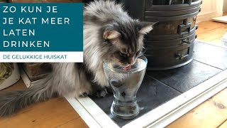 JE KAT MEER WATER LATEN DRINKEN  De gelukkige huiskat  Kattengedrag [upl. by Rawden]