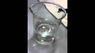 Magnesium reacting with Water [upl. by Neeloj218]