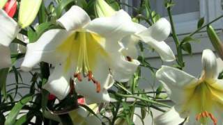 How to Create Lily Hybrids At Home [upl. by Gorges687]