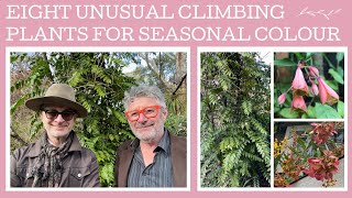 Eight unusual climbing plants used in different ways for successional colour [upl. by Mossolb607]