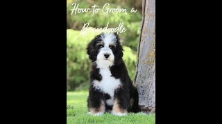 How To Groom Your Bernedoodle at Home [upl. by Goodyear]