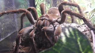 GOLIATH VOGELSPINNE  THERAPHOSA STIRMI  GOLIATH BIRDEATER [upl. by Kiel222]