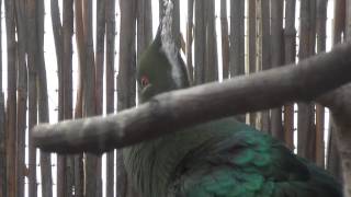 Livingstones Turaco sings [upl. by Oiratno768]