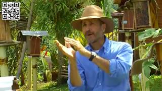 Como producir Miel de Abejas Meliponicultura TvAgro por Juan Gonzalo A [upl. by Filia]