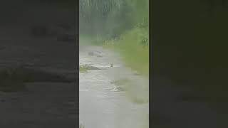 Guam Rail Extinct in the Wild koko filmed on Rota Island after introduction [upl. by Yrovi]