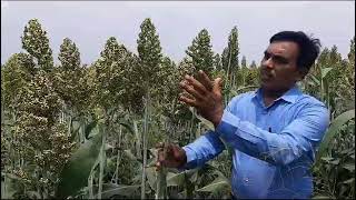 BIOSEED JOWAR SUPER  7707 NARESH 9640296727 [upl. by Arik816]