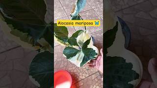 Conoce la alocasia mariposa o alocasia Mickey mause plantas alocasia plantasornamentales [upl. by Hasen]