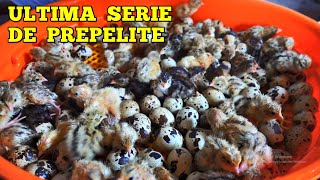 Am scos încă o serie de pui de prepeliță pentru carne 🐣🐣 [upl. by Eidnas]