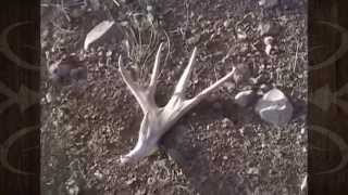 Mule Deer Shed Hunting on the Arizona Strip  MossBack [upl. by Francie]