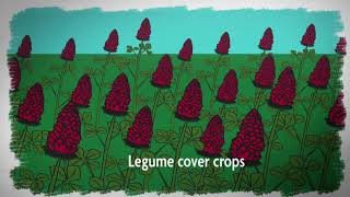 What is Sustainable Agriculture Episode 2 Cover Crops and Soil Health [upl. by Stanley]