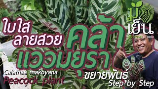 คล้าแววมยุรา ใบใสทะลุหลัง ใบลายแสนสวย ชื่อสามัญแปลได้ว่าต้นนกยูง Calathea makoyana Peacock plant [upl. by Arreik]