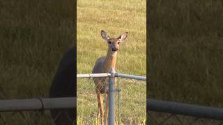 Deer come in the evenings 🦌 deervideos wildlifephotoghraphy deervideos [upl. by Thornie]