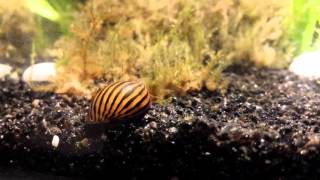 Neritina parallela snail  escargot [upl. by Ydrah]