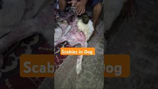 Scabies in Dog 🐶 pets vetsurgeon petslover dog youtubeshorts [upl. by Gove]