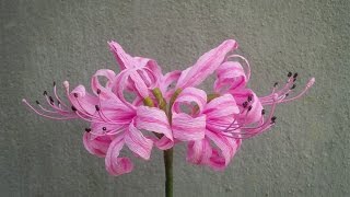 ABC TV  How To Make Nerine Lily Paper Flowers From Crepe Paper  Craft Tutorial [upl. by Glennis]