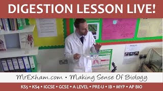 The Digestive System  A Live GCSE Lesson demonstration [upl. by Gregoire]