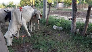 Primer cambio de potrero usando el cerco eléctrico  Vean como quedó la primera franja  SFV [upl. by Onez]