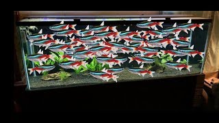 Adding 50 neon tetras to my aquarium [upl. by Surazal]