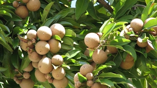 Sapota Sapodilla  Chikoo tree care tutorial video [upl. by Morrissey]