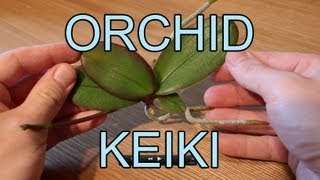 Repotting an Orchid Keiki  Phalaenopsis Orchid Keiki [upl. by Aynnat]