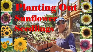 Planting out my 6th Succession of 100 Sunflower Seedlings [upl. by Zoie]