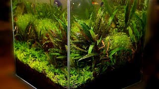 Popular Freshwater Plants Part 2 [upl. by Aland]