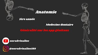 les app génitaux Anatomie شرح بالدارجة [upl. by Mada]