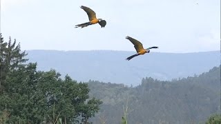 Czechy  Zlot papug  część 2  dzień wolnych lotów [upl. by Nosnah]