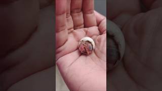 Pittus 1st Chick stuck inside the egg diesytshortsvideo youtubechannels [upl. by Bergeron]