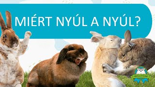 Miért nyúl a nyúl [upl. by Namwob]