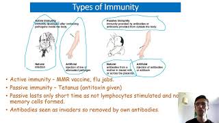 Mr Phillips A Level Biology 29 Immunity types and monoclonal antibodies [upl. by Sucramraj]