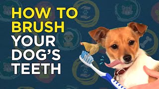 How to Brush Your Dogs Teeth  VetVid Dog Care Video [upl. by Colier526]