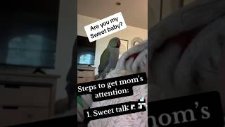 Funny parrot pt23 like and sub for pt24 funny funnypetsmoments funnyanimal funniestvideo fun [upl. by Alric]