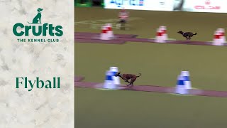 Flyball Team The Last 16  Crufts 2024 [upl. by Odarnoc]