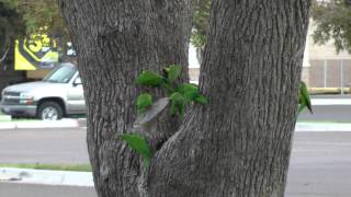 Green Parakeets McAllen Texas 20121117 [upl. by Grimbal]