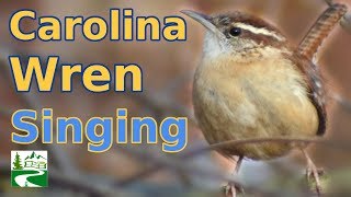 Carolina Wren Singing amp Call Sounds [upl. by Araes]