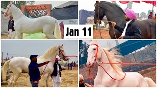 Muktsar Mela Jan 11 2023 Vlog  Maghi Horse Fair Ghoda Mandi Punjab [upl. by Aicilec]